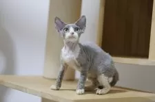 デボンレックス【埼玉県・女の子・2025年6月7日・ブラックアンドホワイト】の写真6