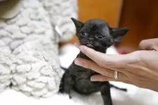 デボンレックス【大阪府・女の子・2025年4月7日・ブラック】の写真6