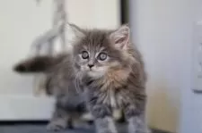 メインクーン【埼玉県・女の子・2025年10月20日・ブルーアンドホワイト(トーティー)】の写真3