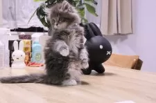 メインクーン【埼玉県・男の子・2024年12月1日・ブルータビー】の写真7