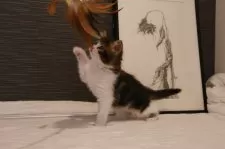 ノルウェージャンフォレストキャット【埼玉県・女の子・2024年11月4日・茶トラ白】の写真7