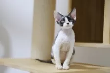 デボンレックス【埼玉県・女の子・2025年6月7日・ブラックアンドホワイト】の写真7