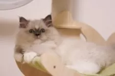 ラグドール【埼玉県・男の子・2025年8月1日・ブルーミテッド】の写真7