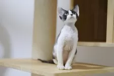 デボンレックス【埼玉県・女の子・2025年6月7日・ブラックアンドホワイト】の写真8