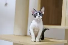 デボンレックス【埼玉県・女の子・2025年6月7日・ブラックアンドホワイト】の写真9