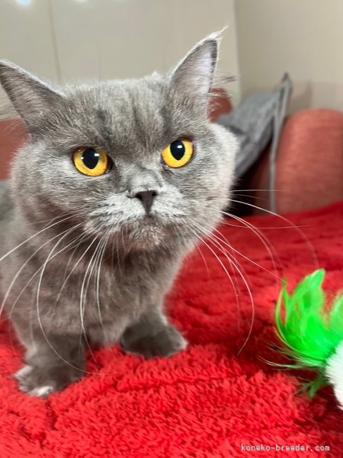 ブリティッシュロングヘア【・女の子・2023年7月5日・ブルー】