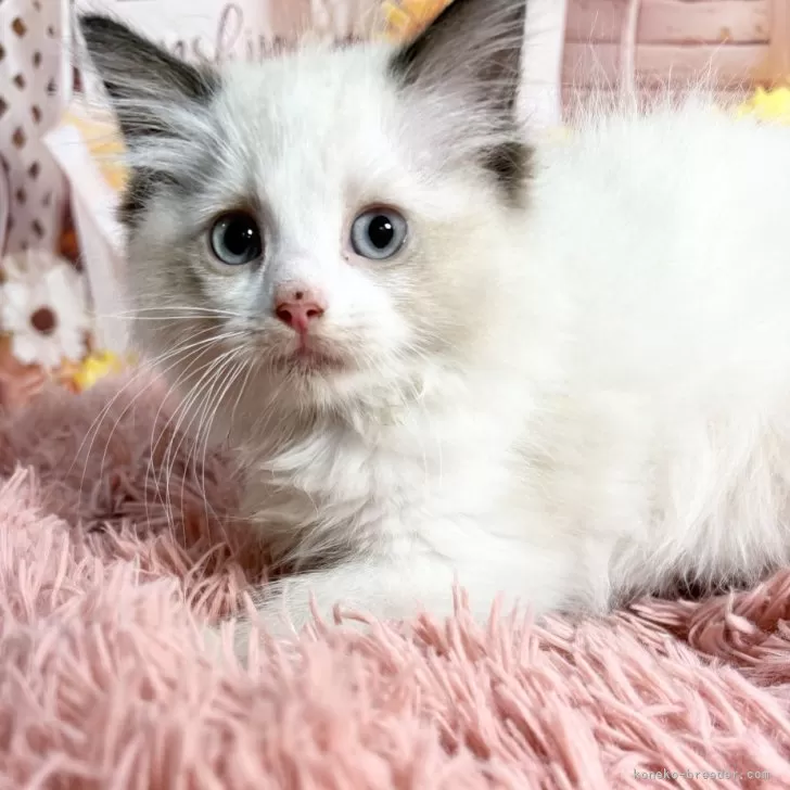 ID：2506-00007の子猫