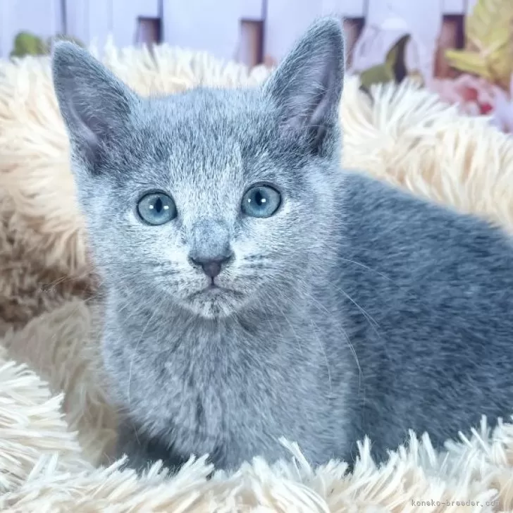 A.O 様のお迎えした子猫