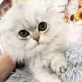 ペルシャ