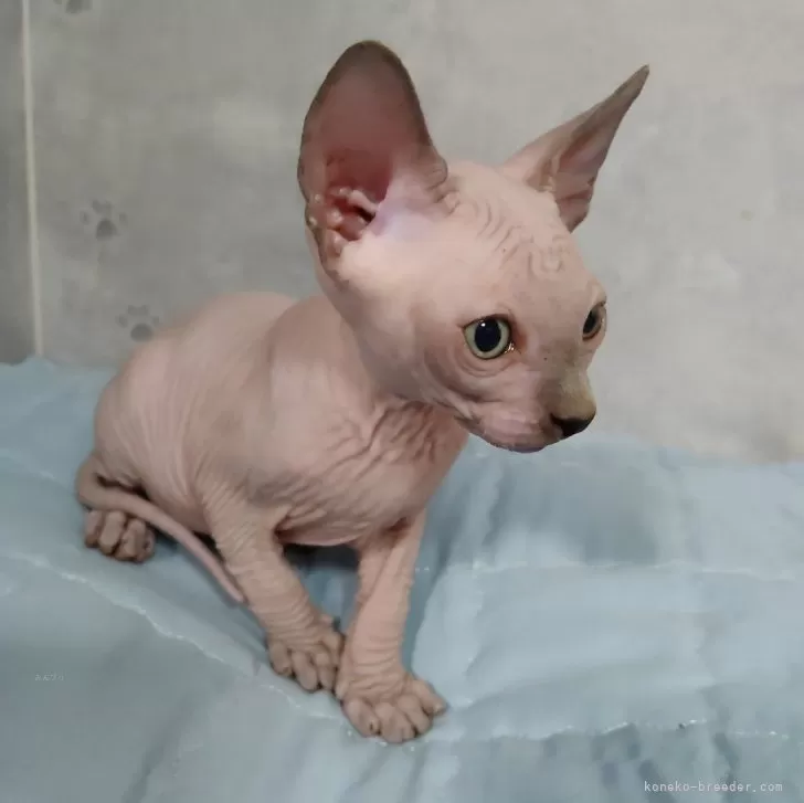 ID:2410-00768の子猫