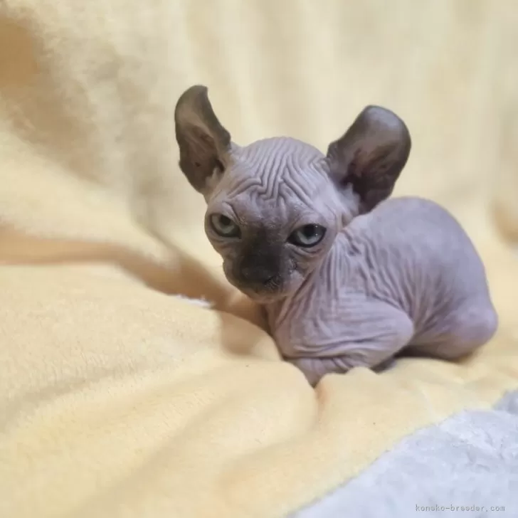 エルフキャット【滋賀県・女の子・2025年9月18日・シールポイント】の写真1