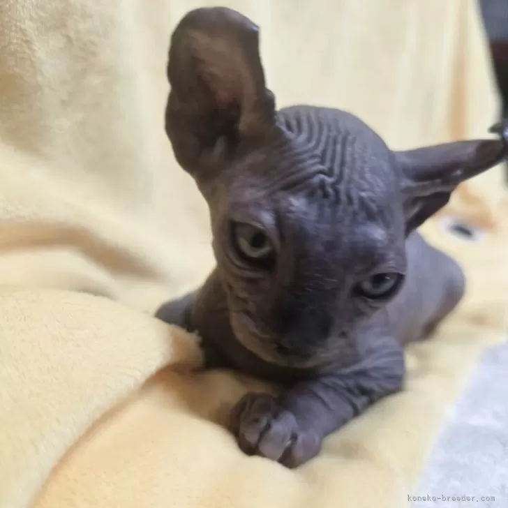 ID：2510-01199の子猫