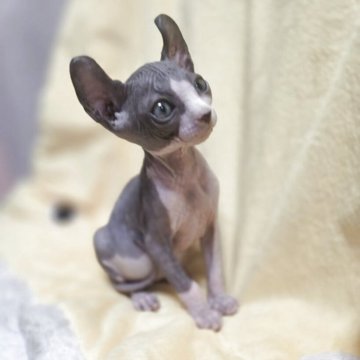 エルフキャット【滋賀県・女の子・2025年9月18日・ブルー&ホワイト】の写真「期間限定販売」