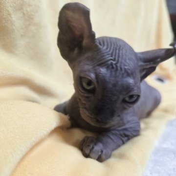 エルフキャット【滋賀県・男の子・2025年9月18日・ブラック】の写真「期間限定販売。」