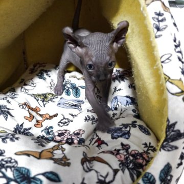 エルフキャット【滋賀県・男の子・2025年9月18日・ブラック】の写真「真っ黒クロスケの男の子。」