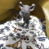 エルフキャット