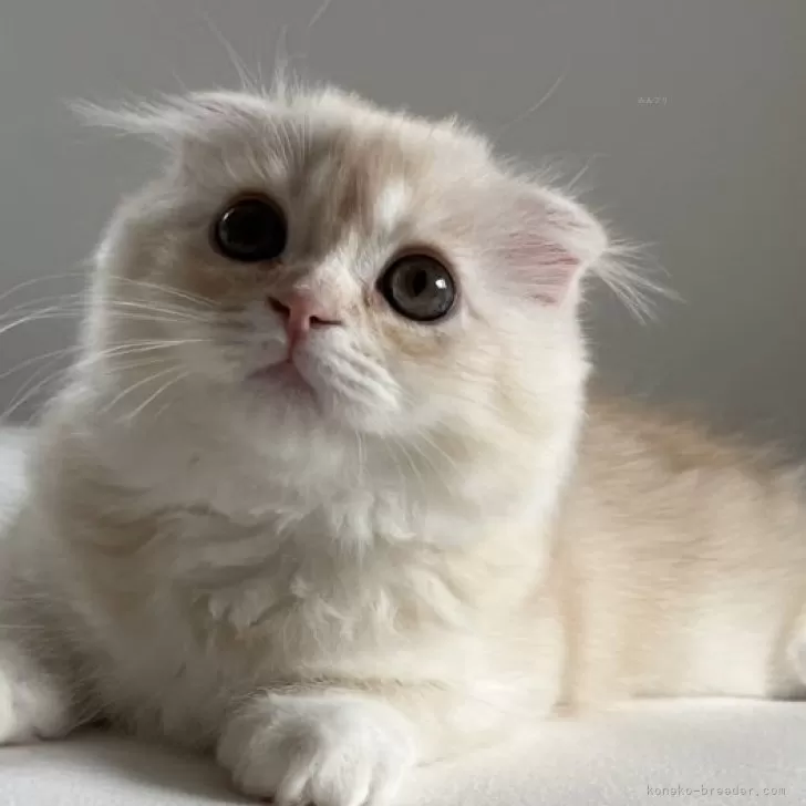ID：2405-00169の子猫