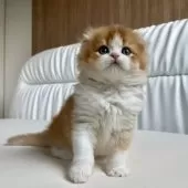 スコティッシュフォールド(折れ耳)【福岡県・男の子・2025年6月20日・レッドアンドホワイト】の写真11