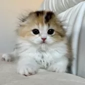 スコティッシュフォールド(折れ耳)【福岡県・女の子・2025年3月21日・キャリコ】の写真14