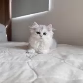 スコティッシュフォールド(立ち耳)【福岡県・女の子・2025年7月22日・ブラックシルバーシェーテッド】の写真15