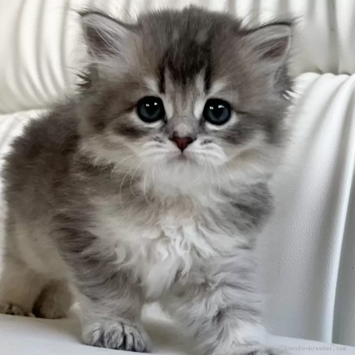 ID：2507-02958の子猫