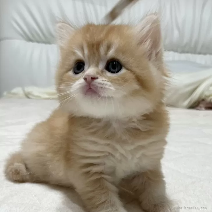 ID：2412-02801の子猫