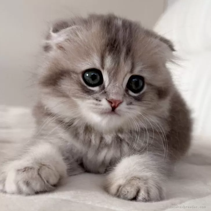 K.O 様のお迎えした子猫