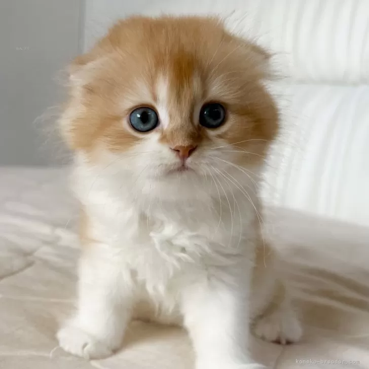 Y.N 様のお迎えした子猫