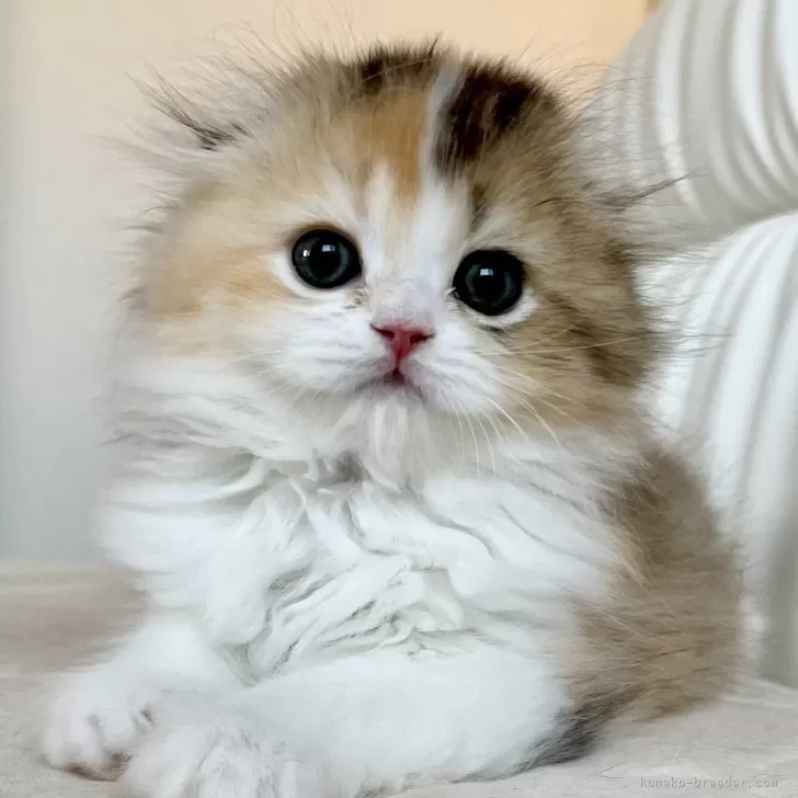 ID：2504-03004の子猫