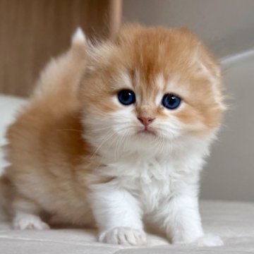 スコティッシュフォールド(折れ耳)【福岡県・男の子・2025年10月5日・レッドアンドホワイト】の写真「とっても可愛いハチワレくん😍」