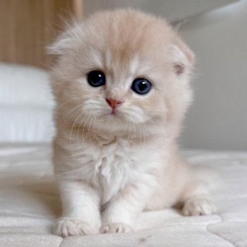 スコティッシュフォールド(折れ耳)【福岡県・男の子・2025年10月5日・クリームアンドホワイト（セミロング）】の写真「人が大好きな男の子、超可愛いです❤️」