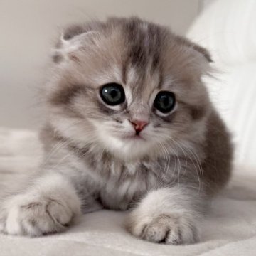 スコティッシュフォールド(折れ耳)【福岡県・女の子・2025年10月5日・ブルーゴールデン】の写真「遊ぶの大好き、人が大好き女の子🩷」