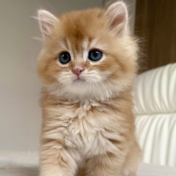 スコティッシュフォールド(立ち耳)【福岡県・男の子・2025年10月5日・レッドアンドホワイト】の写真「お顔が可愛い😍なでなで大好き男の子」