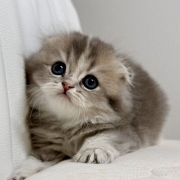 スコティッシュフォールド(折れ耳)【福岡県・女の子・2025年10月5日・ブルーゴールデン】の写真「遊ぶの大好き、人が大好き女の子🩵」