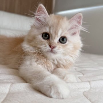 スコティッシュフォールド(立ち耳)【福岡県・男の子・2025年8月9日・クリームアンドホワイト（セミロング）】の写真「おしゃべりさん🩵見学時お迎え🉑」