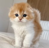 スコティッシュフォールド