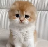 スコティッシュフォールド(折れ耳)