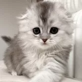 スコティッシュフォールド(折れ耳)