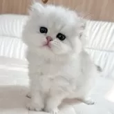 ブリティッシュショートヘア