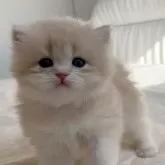 スコティッシュフォールド(立ち耳)