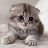 スコティッシュフォールド