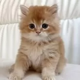 スコティッシュフォールド(立ち耳)