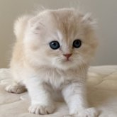 スコティッシュフォールド