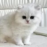 ブリティッシュショートヘア