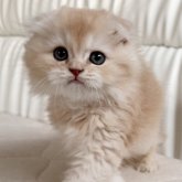 スコティッシュフォールド