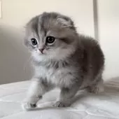 スコティッシュフォールド(折れ耳)【福岡県・女の子・2025年10月5日・ブルーゴールデン】の写真2