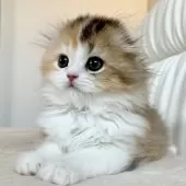 スコティッシュフォールド(折れ耳)【福岡県・女の子・2025年3月21日・キャリコ】の写真3