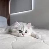 スコティッシュフォールド(立ち耳)【福岡県・女の子・2025年7月22日・ブラックシルバーシェーテッド】の写真4