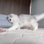 スコティッシュフォールド(立ち耳)【福岡県・女の子・2025年7月22日・ブラックシルバーシェーテッド】の写真5