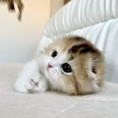 スコティッシュフォールド(折れ耳)【福岡県・女の子・2025年3月21日・キャリコ】の写真5